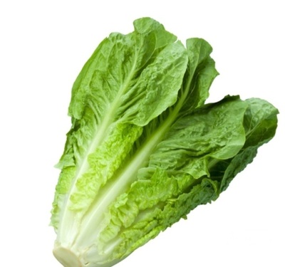 فروش کاهو رسمی