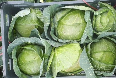 فروش کلم برگ سفید