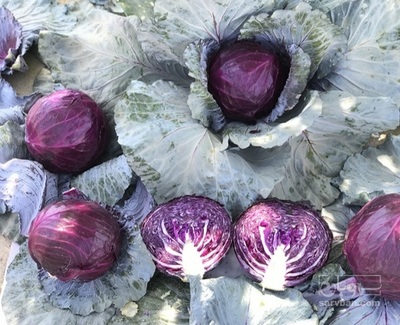 فروش کلم برگ قرمز