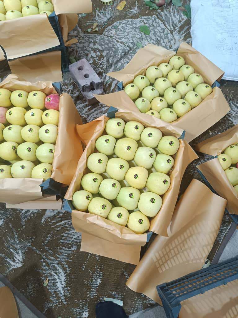 فروش سیب زرد