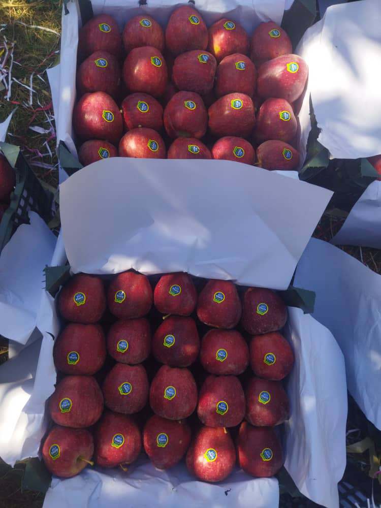 فروش سیب قرمز