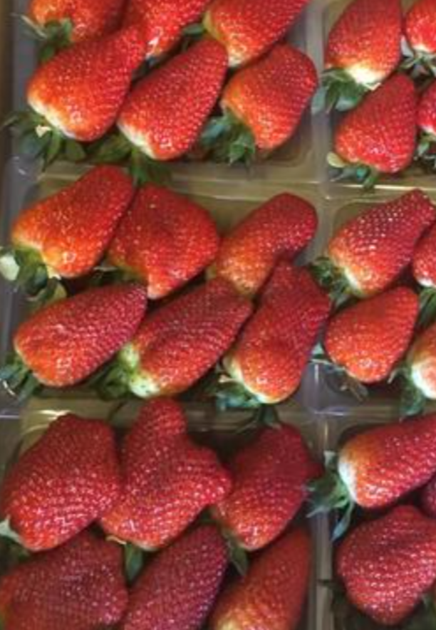 فروش توت فرنگی گلخانه ایی