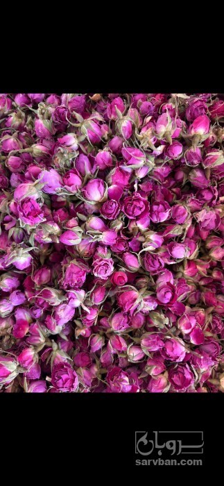 فروش گل محمدی (گیاه‌ دارویی)