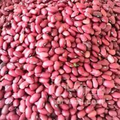 فروش لوبیا قرمز