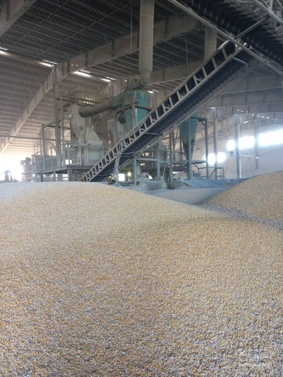 فروش ذرت دامی