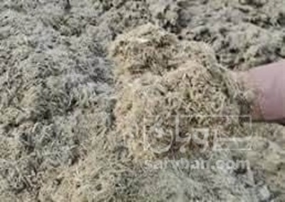 فروش تفاله ی نیشکر