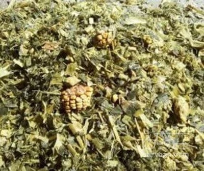 فروش ذرت علوفه ای