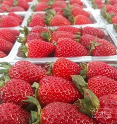 فروش توت فرنگی