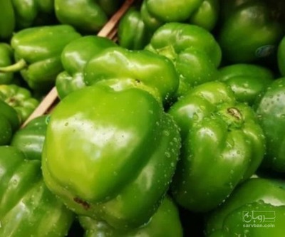 فروش فلفل دلمه ای