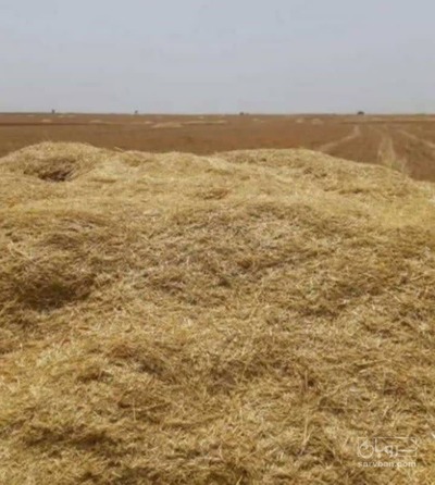 فروش کاه و کلش گندم