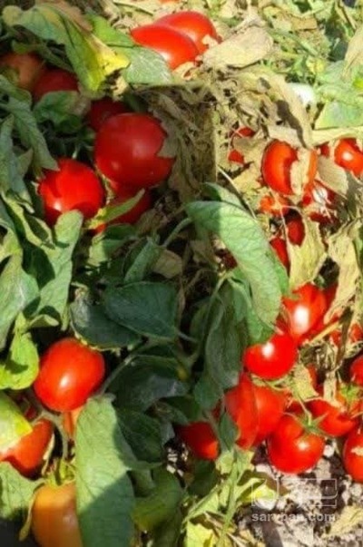 فروش گوجه فرنگی