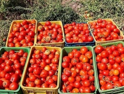 فروش گوجه فرنگی