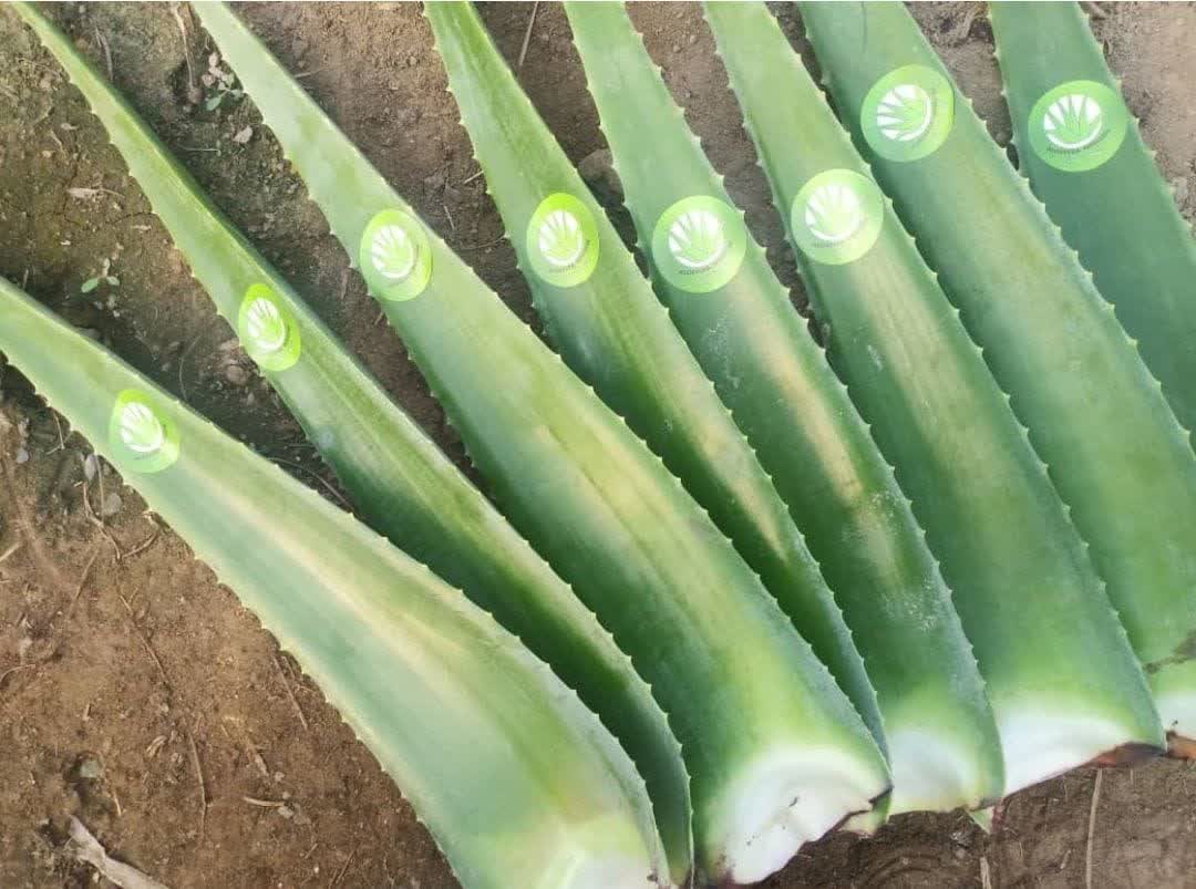 فروش آلوئه ورا (گیاه‌ دارویی)