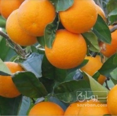فروش پرتقال