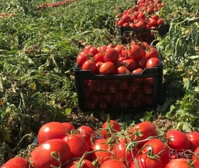 فروش گوجه فرنگی