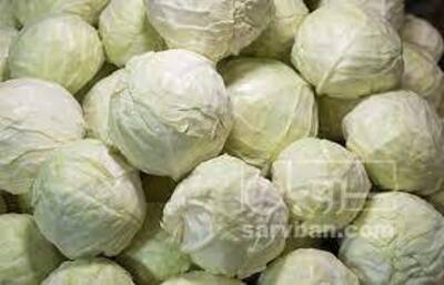 فروش کلم سفید