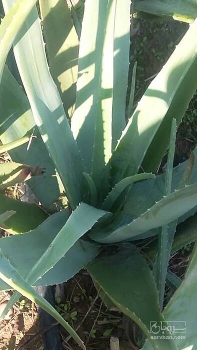 فروش آلوئه ورا برگ