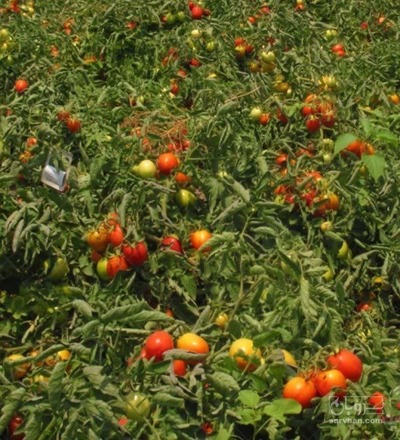 فروش گوجه فرنگی