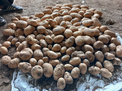 فروش سیب زمینی بامبا