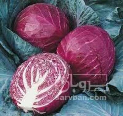 فروش کلم بنفش