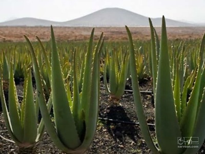 فروش آلوئه ورا