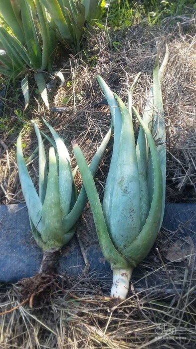 فروش آلوئه ورا پاجوش