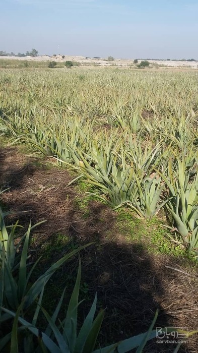 فروش آلوئه ورا