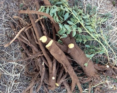 فروش ریشه ی شیرین بیان