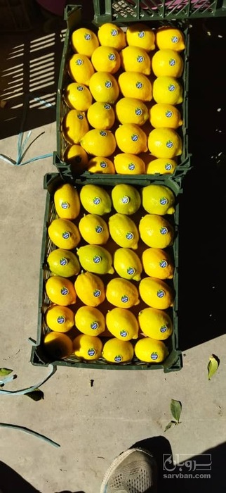 فروش لیمو سنگی