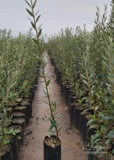 فروش نهال زیتون