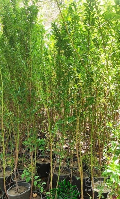 فروش نهال انار