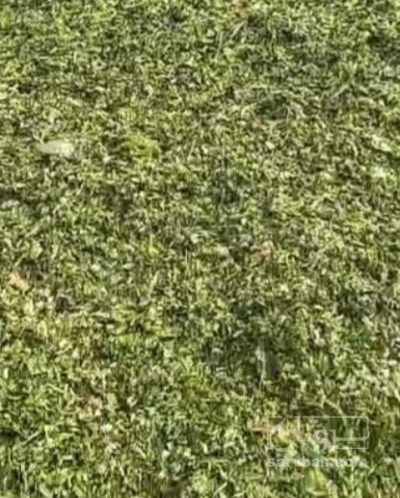 فروش ذرت علوفه ای