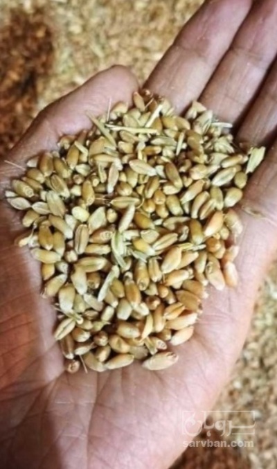 فروش بذر گندم