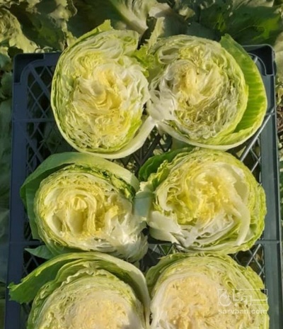 فروش کاهو آیس برگ