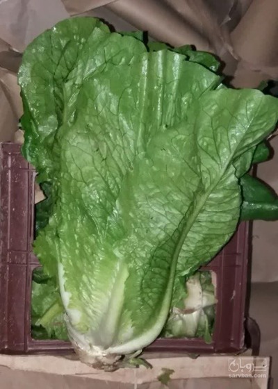 فروش کاهو رسمی