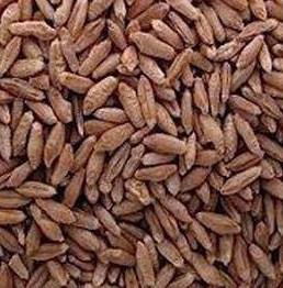 فروش بذر تریتیکاله