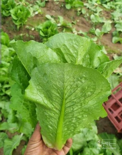 فروش کاهو رومانو