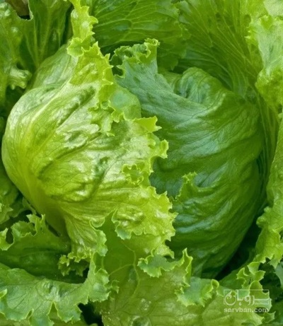 فروش کاهو آیس برگ