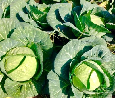 فروش کلم برگی