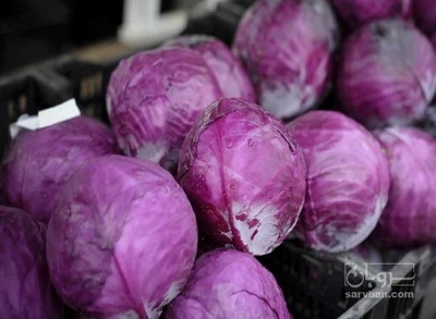 فروش کلم برگی بنفش