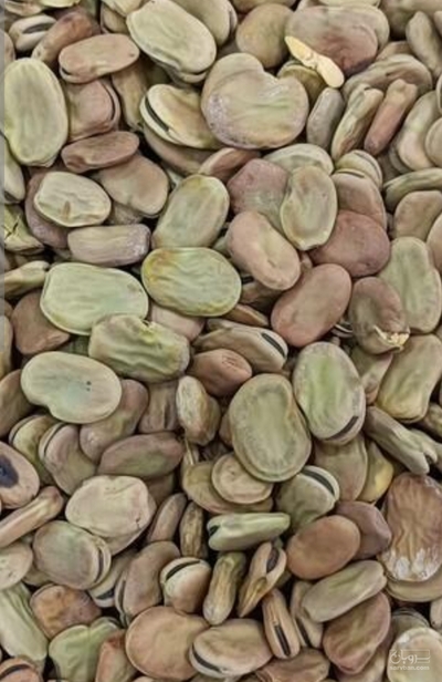 فروش باقلا تازه - باقالی - باقالا