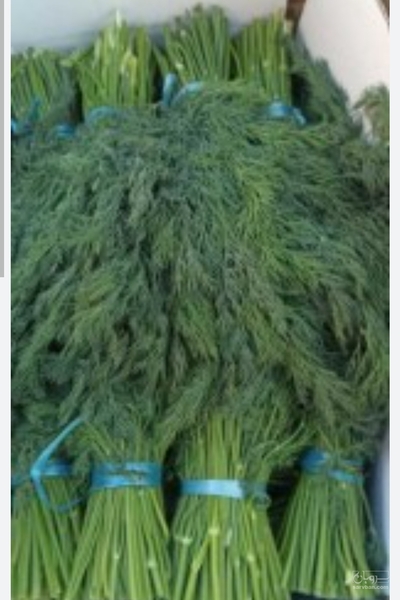 فروش شوید تازه