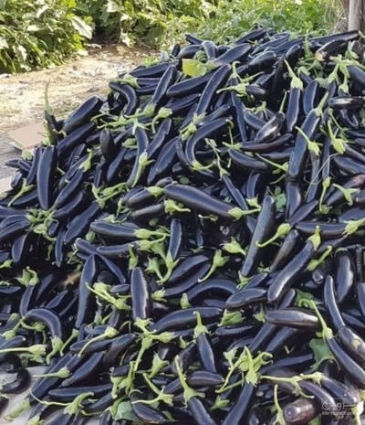 فروش بادمجان