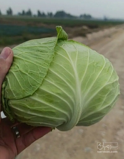 فروش کلم برگی سفید