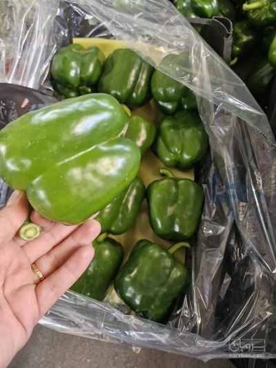 فروش فلفل دلمه ای سبز  گلخانه ایی صادراتی