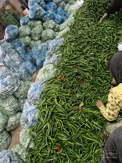 فروش فلفل شمشیری تند صادراتی سبز