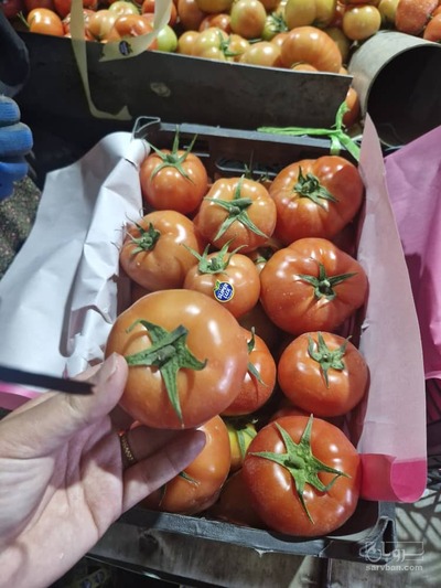 فروش گوجه فرنگی 4129