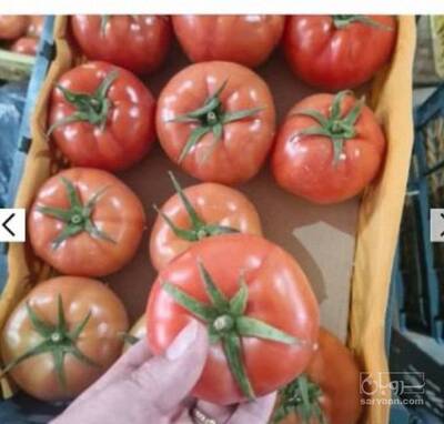 فروش گوجه فرنگی
