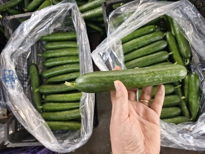 فروش خیار خطی گلخانه ای