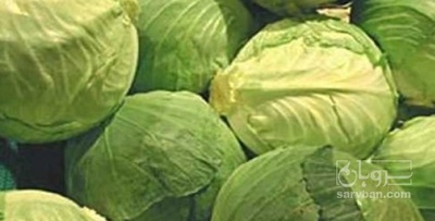 فروش کلم برگی سفید خوراک دام